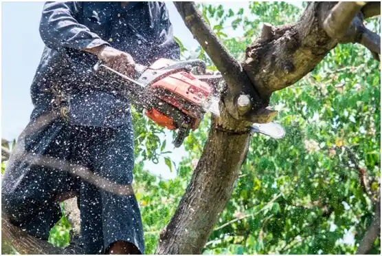 tree services Shackle Island
